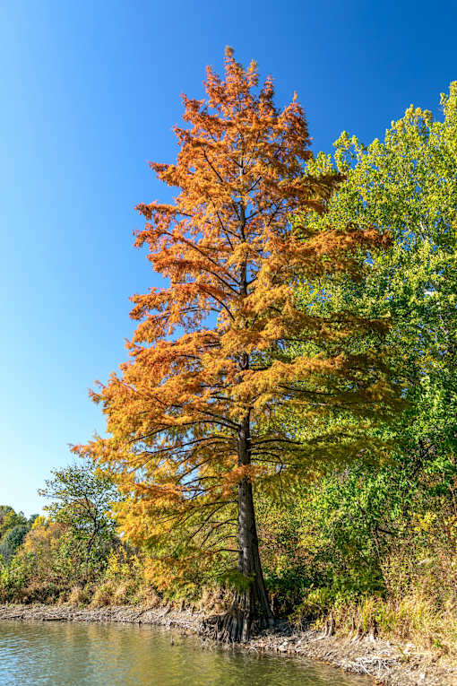 A tree with orange leaves stands next to a body of water.