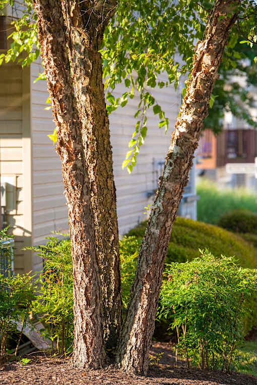 a pair of trees in a yard with a house in the background at Townes at Village Center Apartments, Maryland