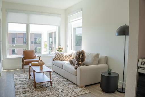 A dog is sitting on a couch in a living room.