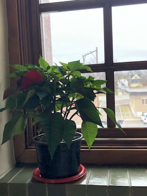 A potted plant with green leaves and a red rose sits on a windowsill.