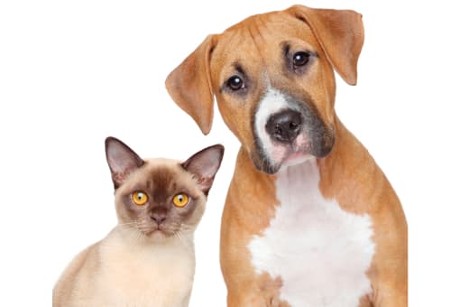 Pets