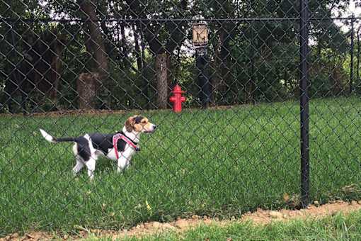 Dog Park at Briar Hills Apartments in Omaha, NE