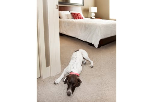 Large bedrooms at the pet-friendly Sterling Kearney