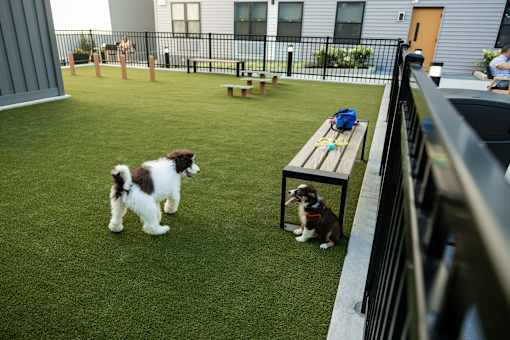 A dog is standing on a green lawn next to a picnic table.