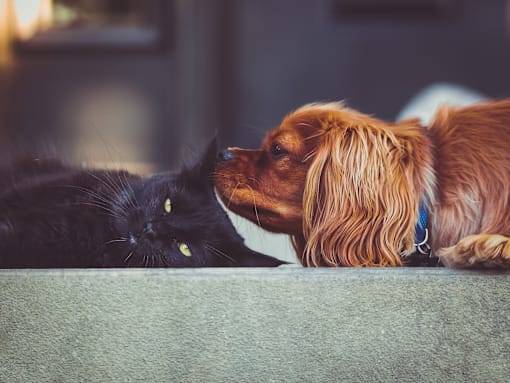 Pet friendly apartments and townhomes in Hudsonville, MI| Apaartments and Townehomes | Elmwood Lake Apartments in Hudsonville MI