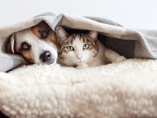 Pet friendly at Living room at Southfield MI Apartments | 42 West Apartments in Southfield Michigan