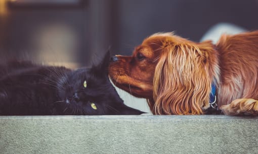 Pet friendly apartments  | The Gem Apartments 48152