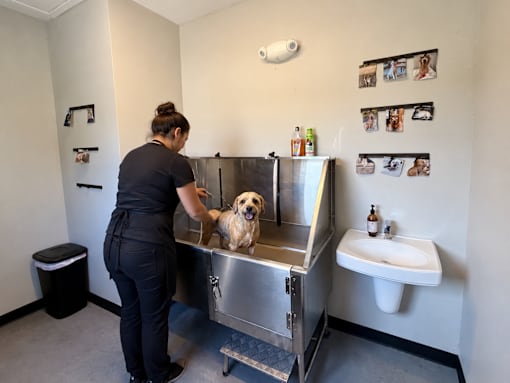 A woman is giving a dog a bath in a stainless steel sink.