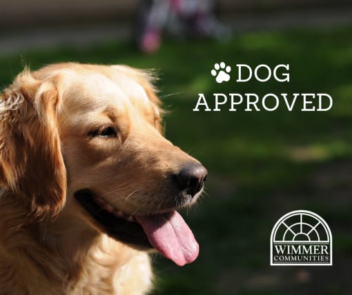 Dog friendly, dogs accepted, no size restrictions, doggy community