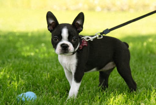 Pet friendly community, dogs and cats!