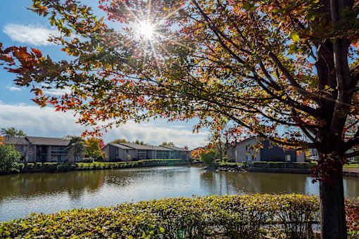A tree with autumn leaves stands in front of a body of water and buildings.