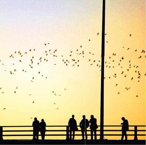 A group of people are standing on a bridge watching a flock of birds flying in the sky.