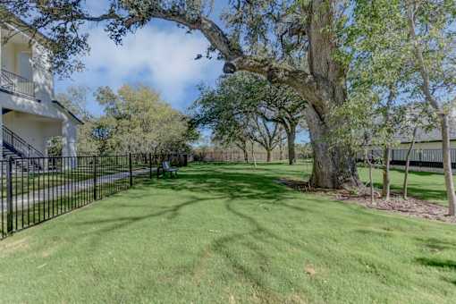 A tree in a grassy area with a building in the background.