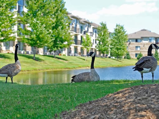 Nature-Filled Community at Prairie Lakes Apartments, Peoria