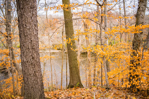 View of Flint River in Fall