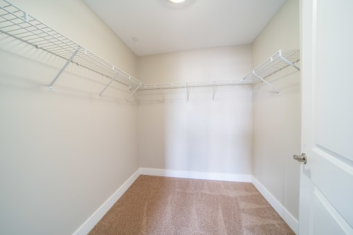 Walk in closet with white wire shelving, plush carpeting, and cream walls.