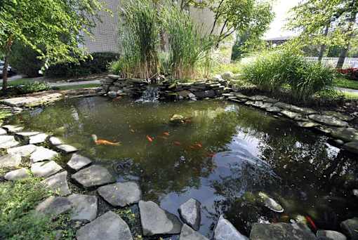 A pond with rocks and fish in the foreground.