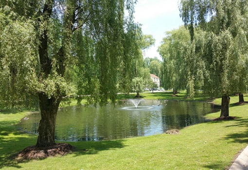 Pond with fountain surrounded by willow trees