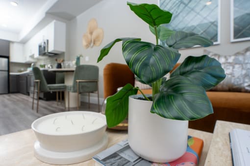 a plant on a table in a living room
