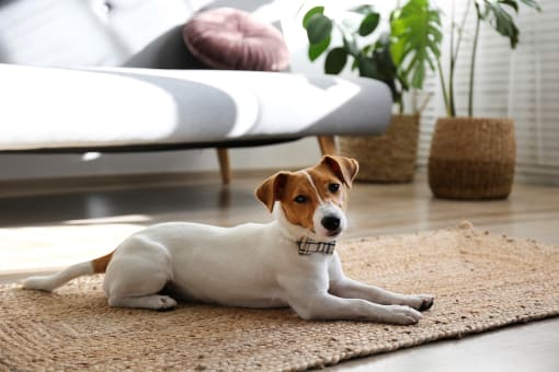dog at home laying on blanket on the floor neaer couch