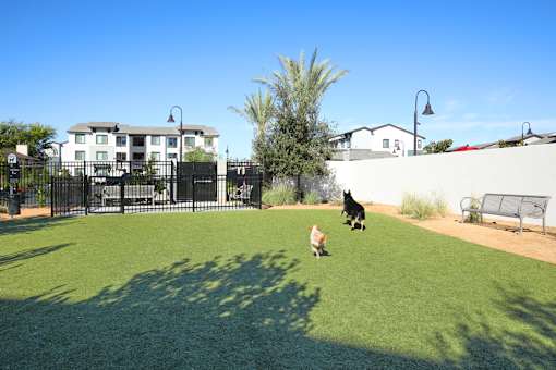 Dog park with two dogs