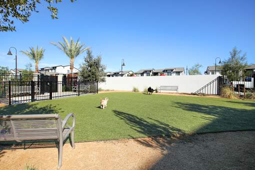 Dog park with two dogs