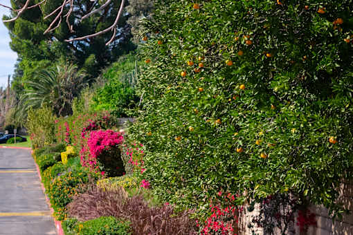 Orange tree along landscaped walkway at Woodbend Apartments, California