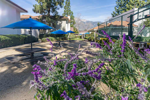 Outdoor picnic area with blue umbrellas and purple flowers at Woodbend Apartments, Alta Loma