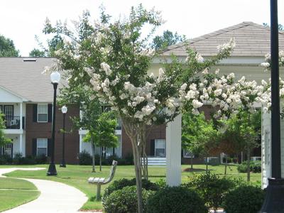 A white flowering tree in front of a building.
