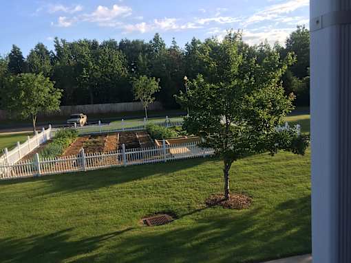 A tree is planted in a hole in a grassy area.
