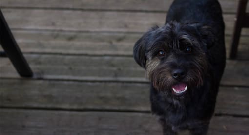 a black dog standing on a wooden deck  at Ironwood Apartments, Coeur d'Alene, ID, 83814