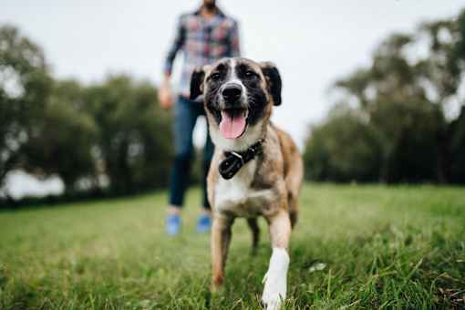 38 Davis Dog Run