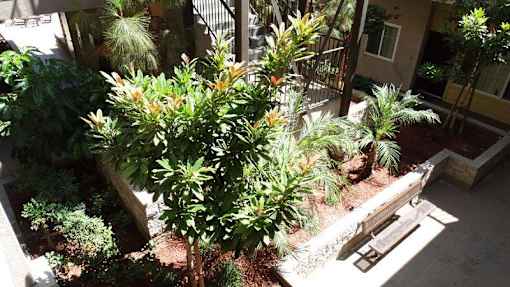A green plant with yellow flowers is in the foreground of a sunny courtyard.