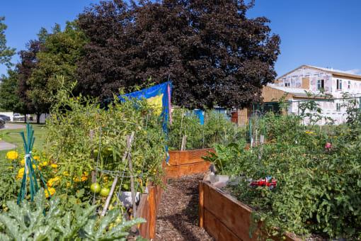 a garden filled with lots of plants and vegetables
