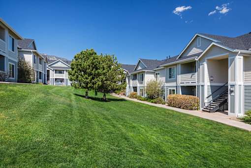 A tree stands in the middle of a grassy area in front of a row of houses.