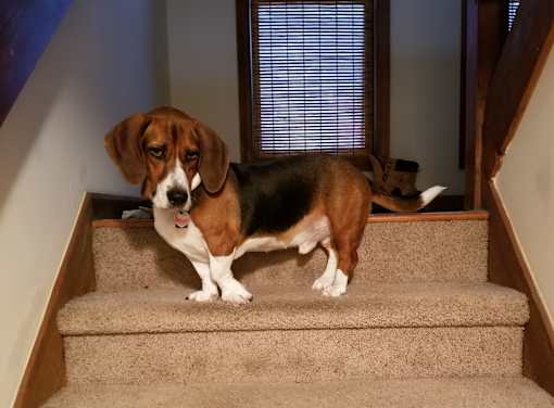 A dog is standing on a staircase.