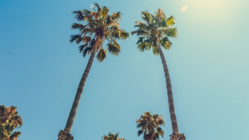Palm Trees