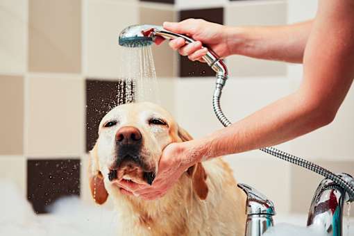 A person is washing a dog with a shower head.