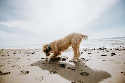 A dog sniffing the sand on a beach.