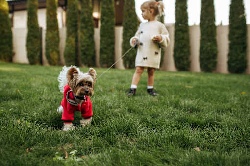A small dog in a red outfit is being walked by a little girl in a white dress.