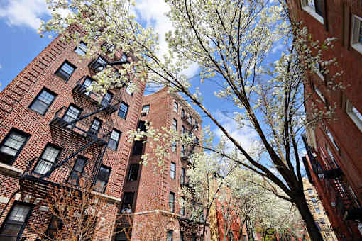 A tree with white blossoms stands in front of a red brick building.
