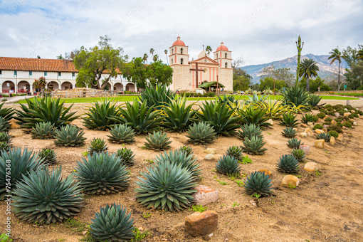 A field of agave plants in front of a building with a red roof.