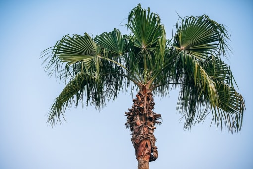 a palm tree against a blue sky