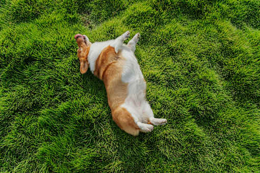 A dog lying on its back on a green grass field.
