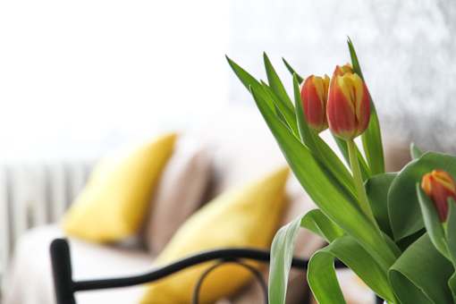 Flower and couch close up