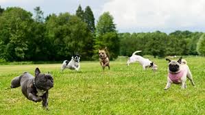 dogs
