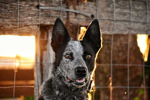 A dog with a black and white coat is looking directly at the camera.