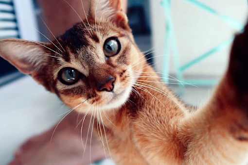 A close-up of a cat's face with striking blue eyes.