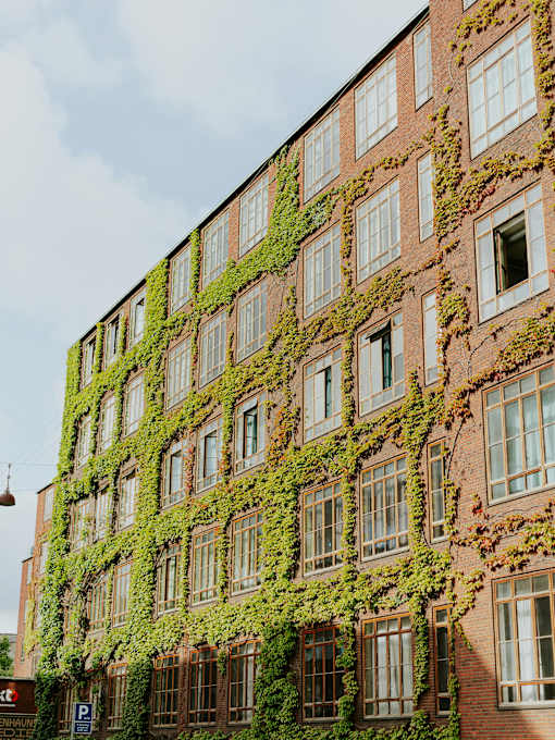 A building with windows covered in green vines.