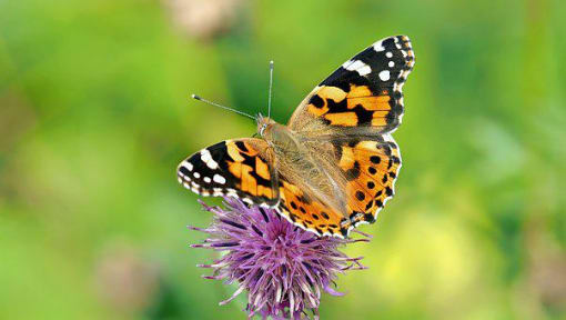 beautiful butterfly